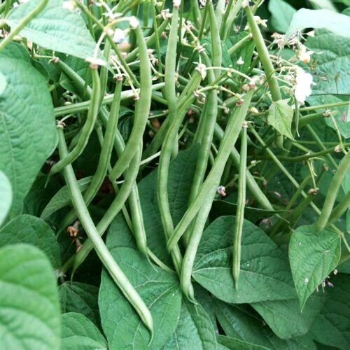 BULK Top Crop Green Bean Seeds | AAS Winner Tender Vert Vegetable Seed New 2024