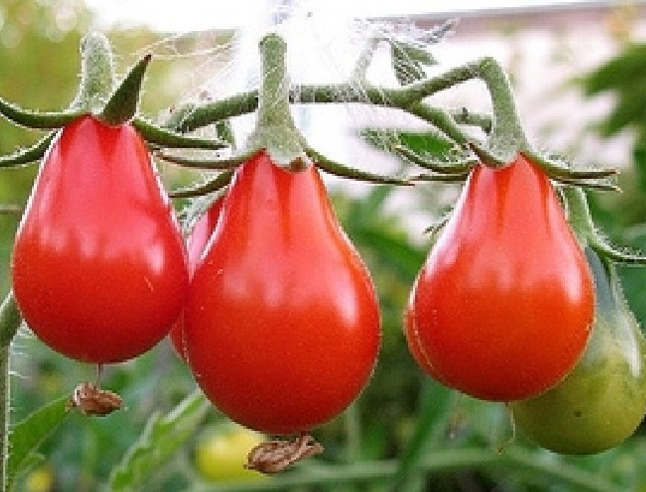 Red Pear Tomato Seeds 100 Ct Vegetable Garden HEIRLOOM NON-GMO FREE SHIPPING