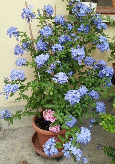 Cape Plumbago Sky Blue seeds pkt of 50