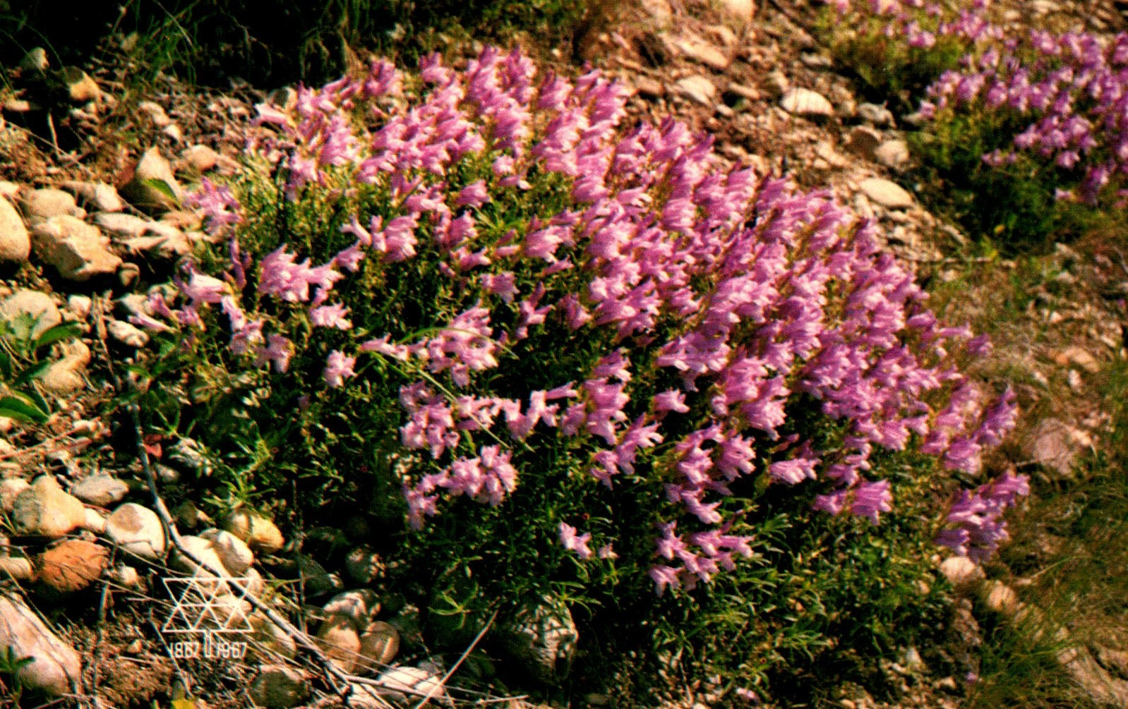 Penstemon Purple Bearded Tongue Woody Plant Evergreen Leaves Postcard L3