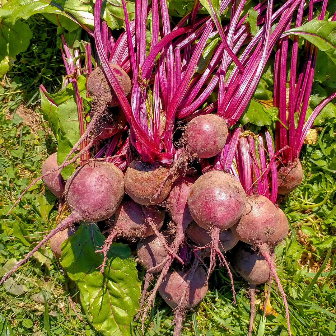 Fresh Detroit Dark Red Beet Seeds | Heirloom Non-GMO | Fresh Vegetable Seeds