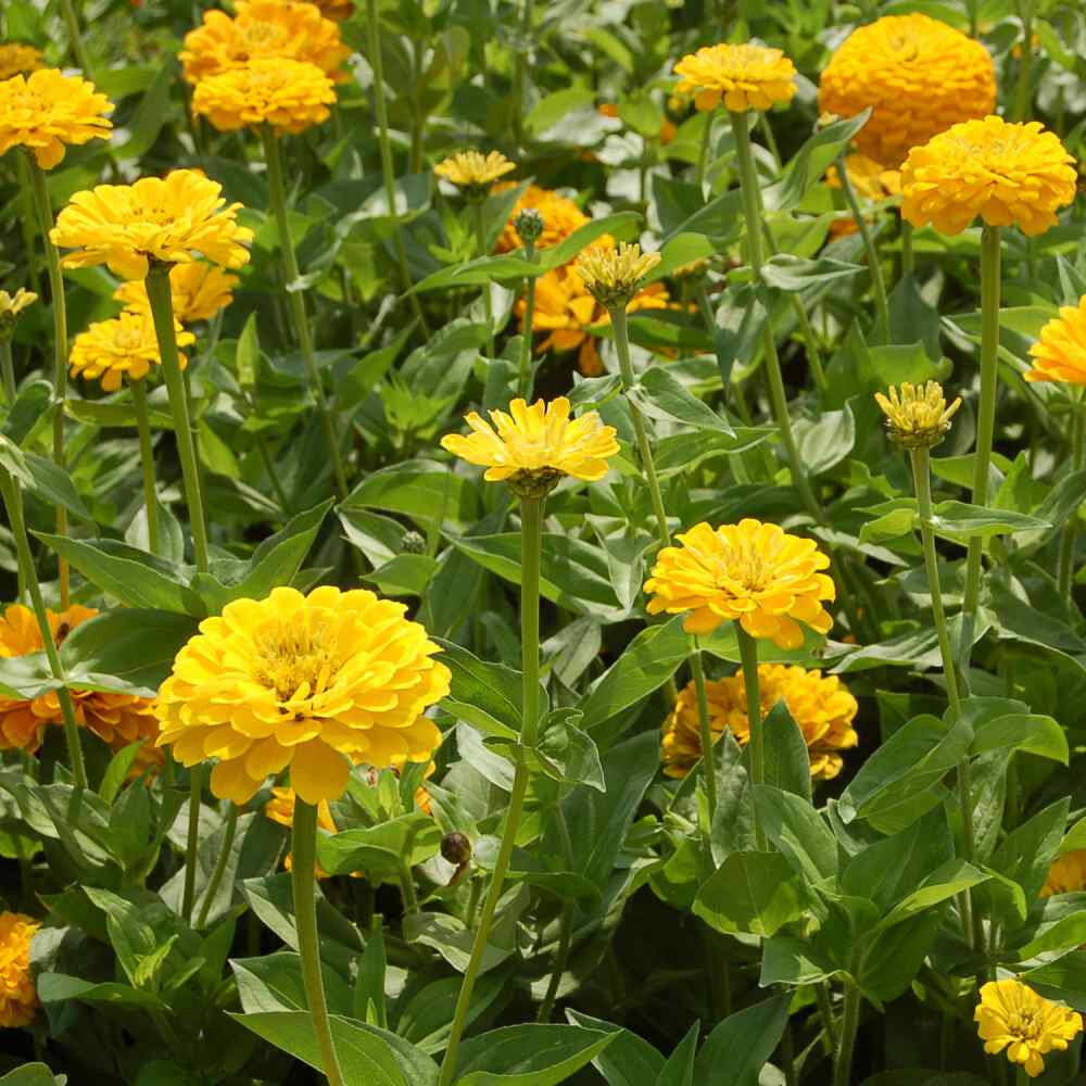 250+ CANARY BIRD ZINNIA COLORFUL FRESH HARVEST FOR GARDENS