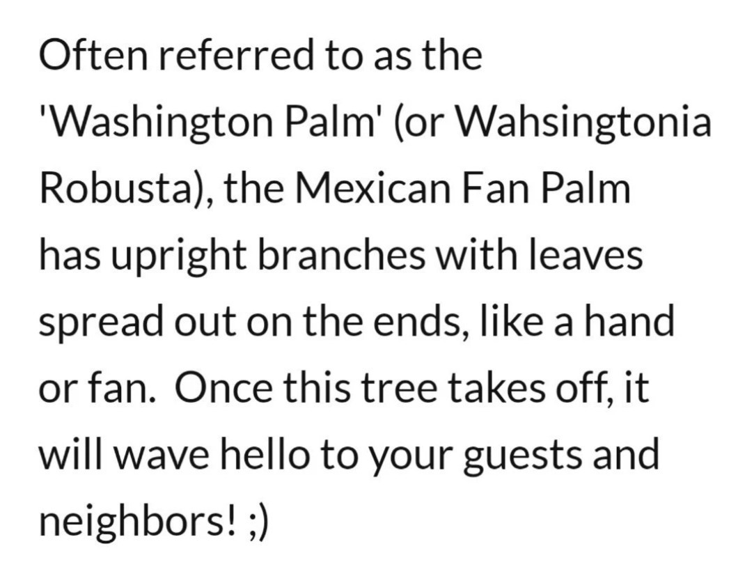 FAST-GROWING Mexican Fan Palm Tree (Washingtonia Robusta) Seeds (10+ Total)!
