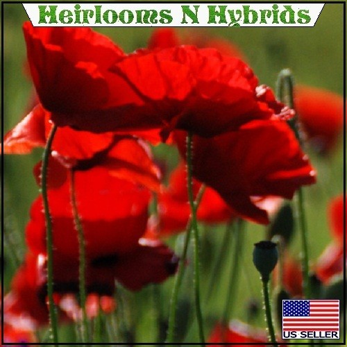 American Legion Poppy Seeds For Planting 5,000 – 20,000 Heirloom Non-GMO Seeds