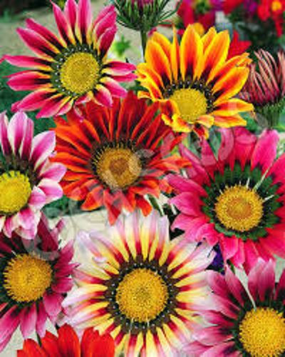 30+ Sunshine Mix Gazania Flower Seeds / Reseeding Annual