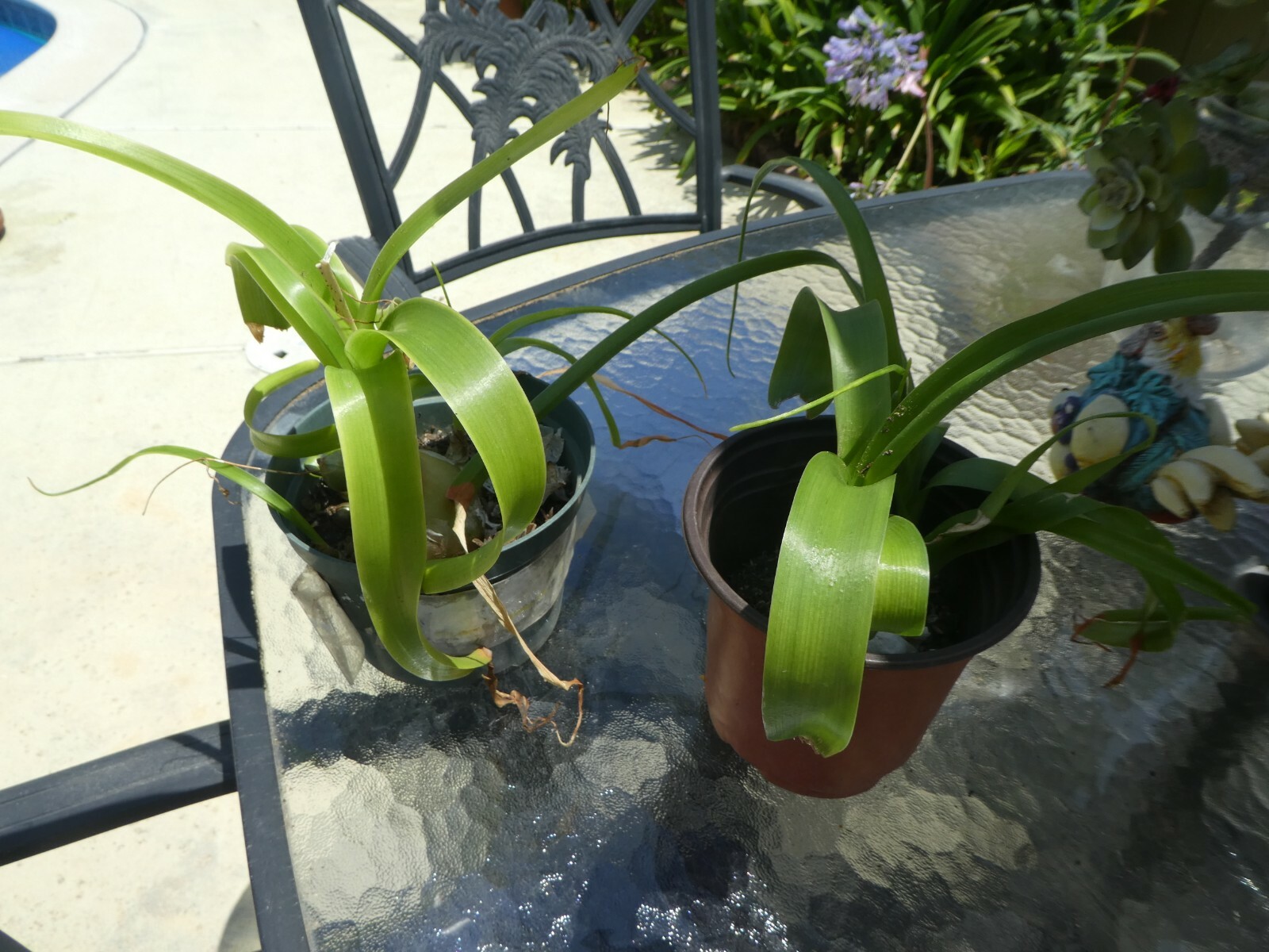 Albuca Bracteata Also known as Pregnant Onion,  4 small Bulbs 