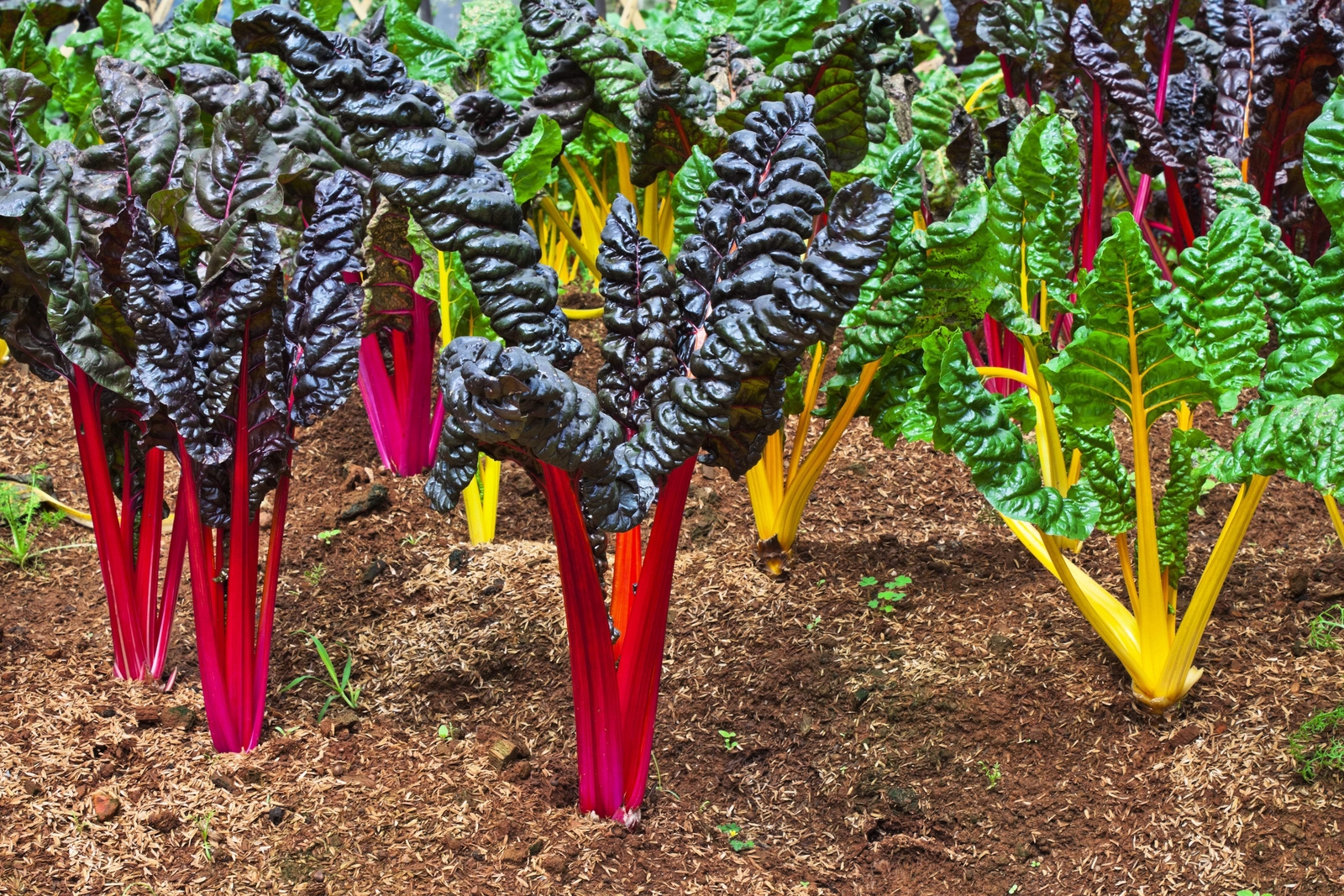 150 Northern Lights Mix SWISS CHARD Perpetual Spinach Beta Vulgaris Greens Seeds