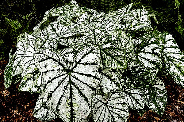 White Christmas Caladium Bulbs for Planting 7 Bulbs Direct from Florida
