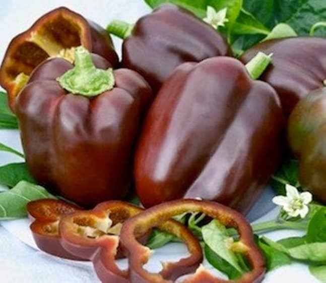 Chocolate Beauty Pepper Seeds Box Garden Seeds LLC Heirloom GMO Free