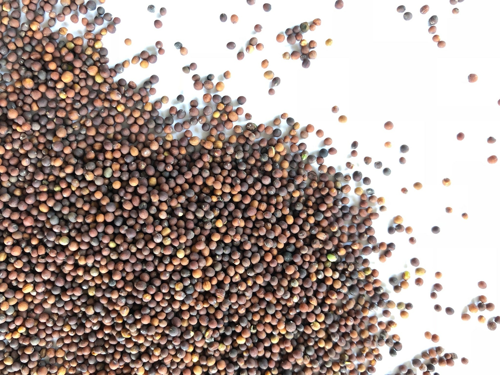 Red Kale 14 Ounces Microgreen Sprouting Seeds