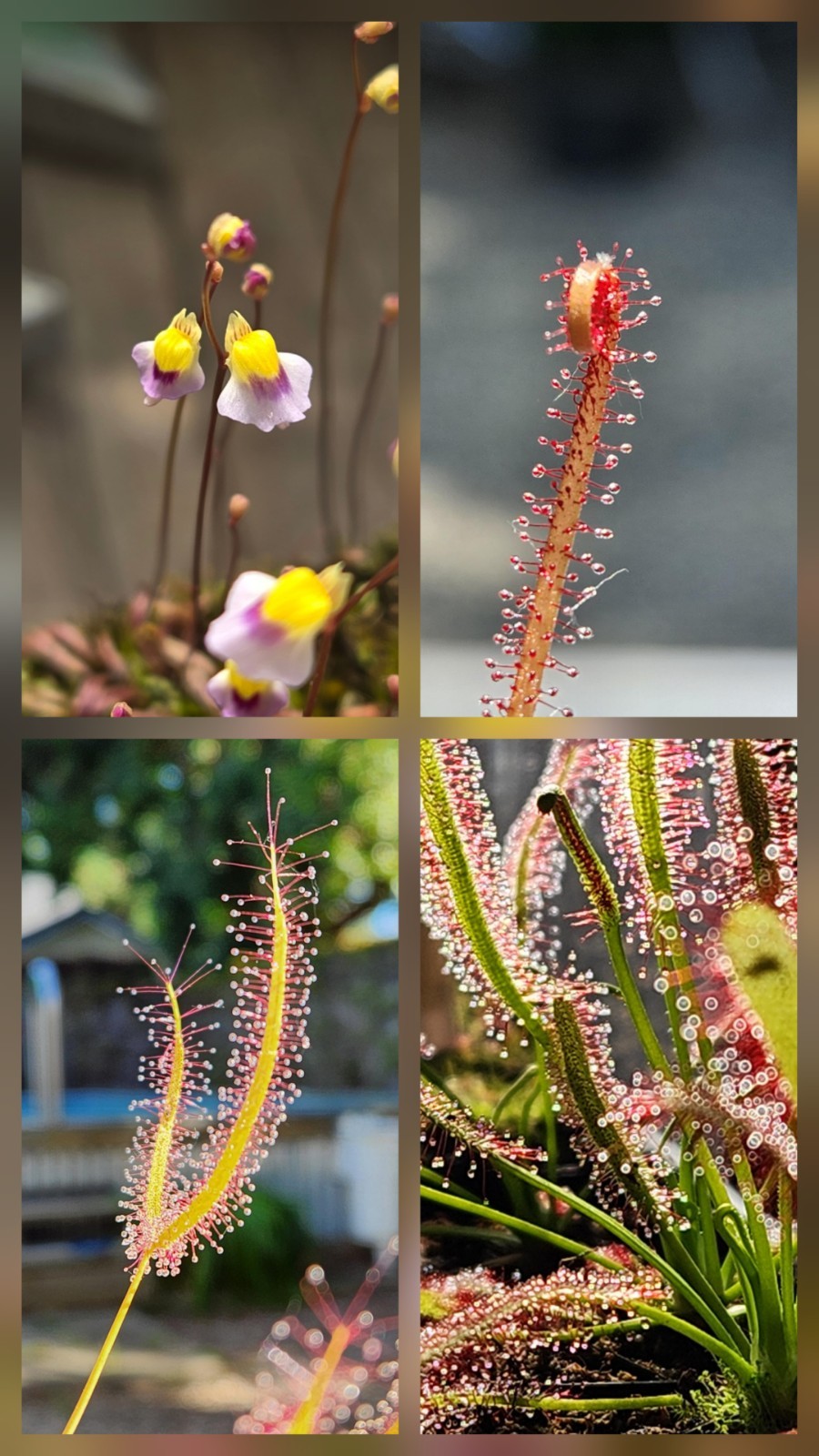 CARNIVOROUS PLANT 4 PACK- LIVE-FBCB (Sundews &Bladderworts)