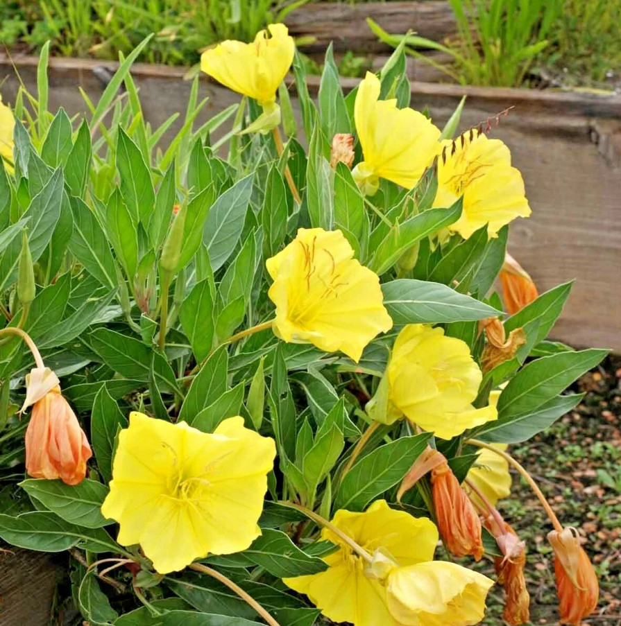 30 Missouri Primrose Seeds – Dwarf Yellow Perennial Wildflower for Rock Garden