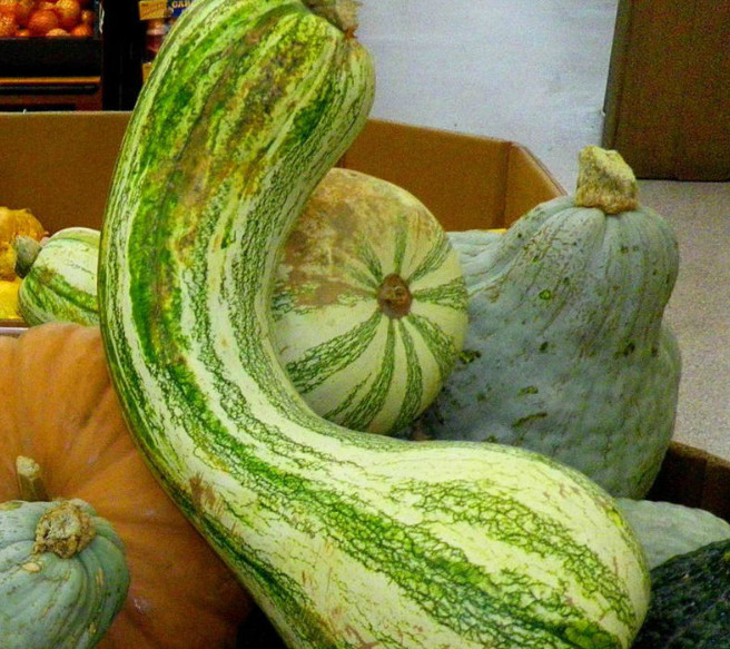 10 Green Striped Cushaw Squash Seeds. USA Seeds. Ships free