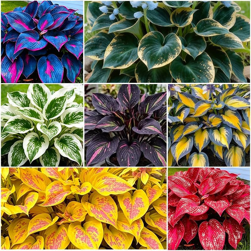 175Pcs Mix Colorful Hosta Seeds for Planting – Perennial Shade-Loving Flowers fo