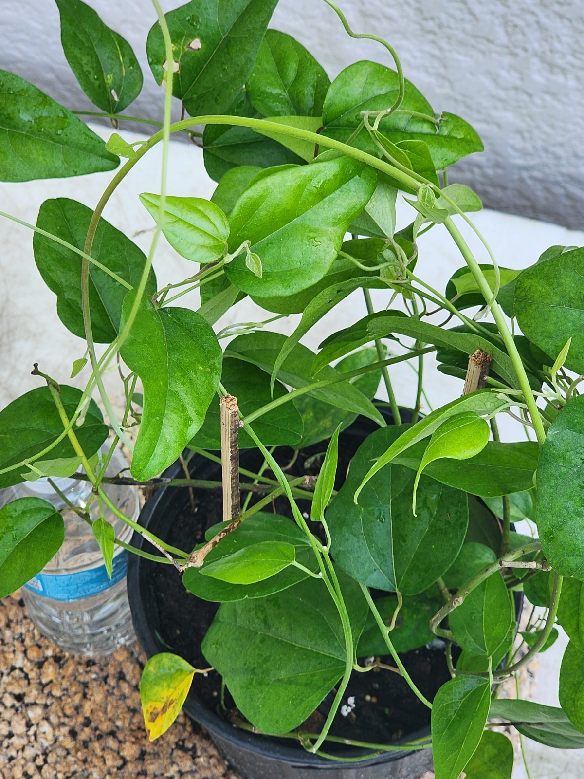 2 Green Grass Jelly Vines – Sương Sâm Plants 12”-17” in One Pot | Rare Tropical