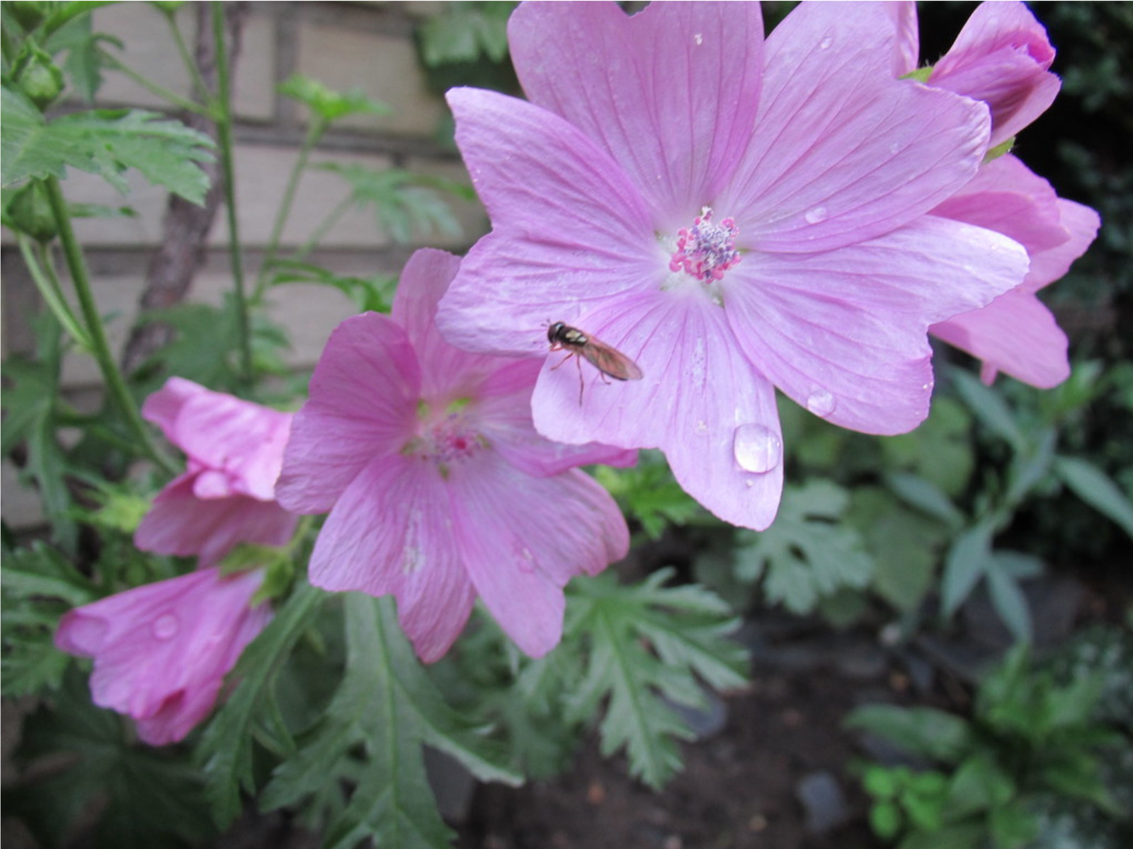 Malva alcea – var. Fastigiata seed