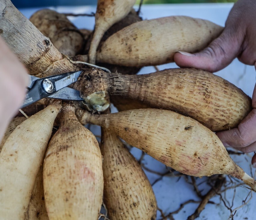 Dahlia Tubers-Lavender Perfection (4 tubers)
