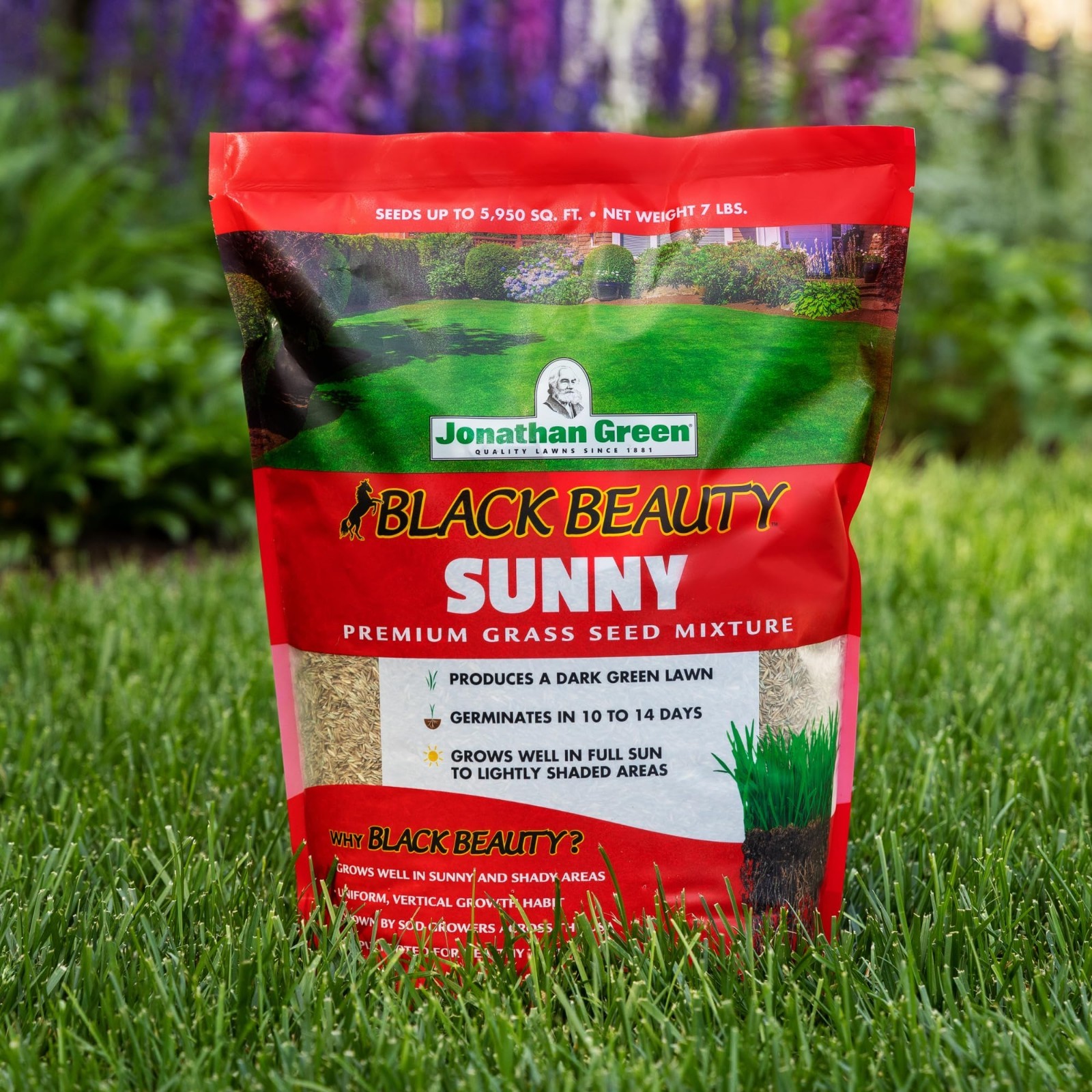Premium Black Beauty Grass Seed – Cool Season Lawn Seed for Lush Green Lawns (25