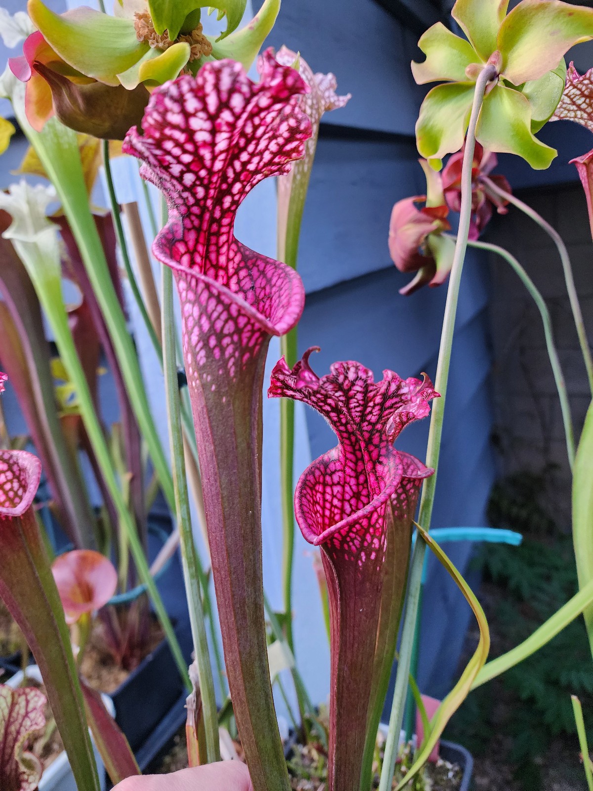 2025 SARRACENIA SEEDS: LEUCOPHYLLA NEON PINK X FAVA WACCAMAW [CP PLANT SEED]