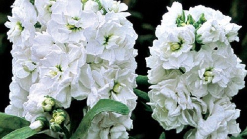 50+ White Evening Stock Matthiola Flower Seeds / Long Lasting, Reseeding Annual