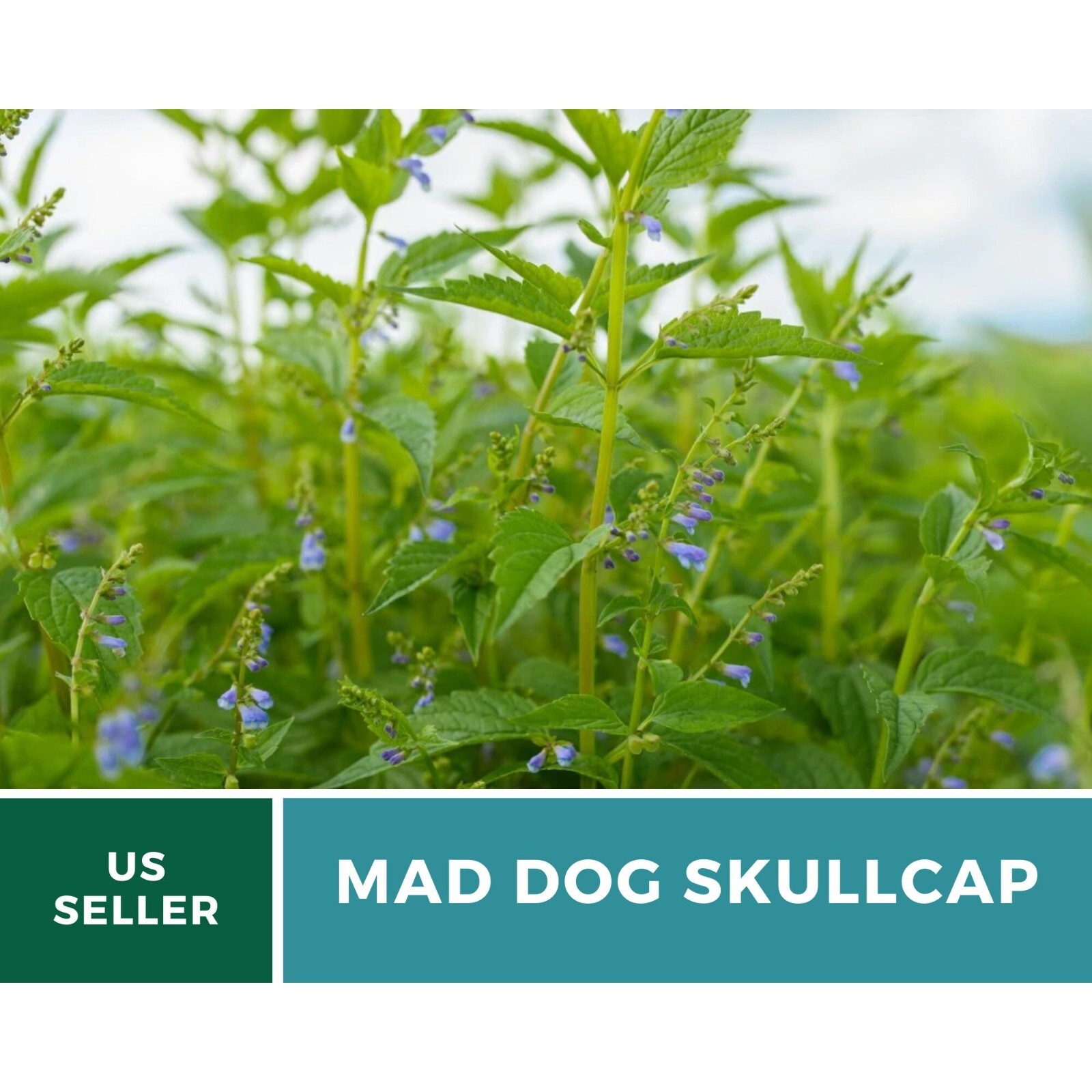 Skullcap, Official (Mad Dog Skullcap) seeds – Heirloom Herb (Scutellaria laterif
