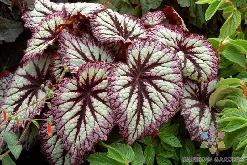 25+ Fireworks Rex Begonia Seeds for Garden Planting – USA – FREE SHIPPING!