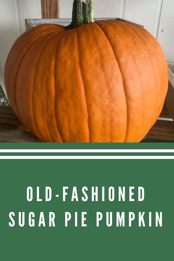 10+ Sugar Pie Pumpkin Seeds – Heirloom – Non GMO – Organic ——– PUMPKIN PIE