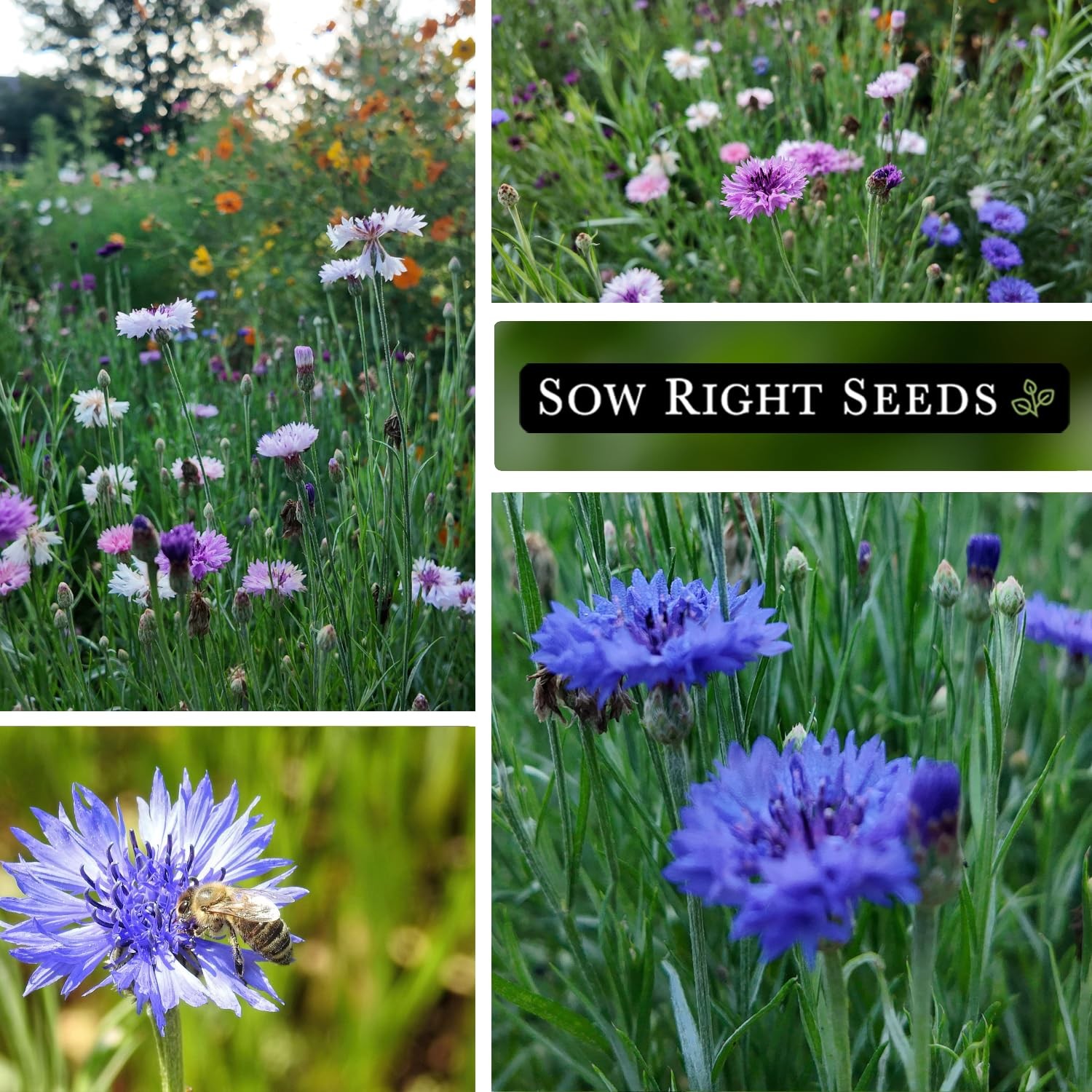 Sow Right Seeds – Polka Dot Mix Cornflower for Planting – Non-GMO