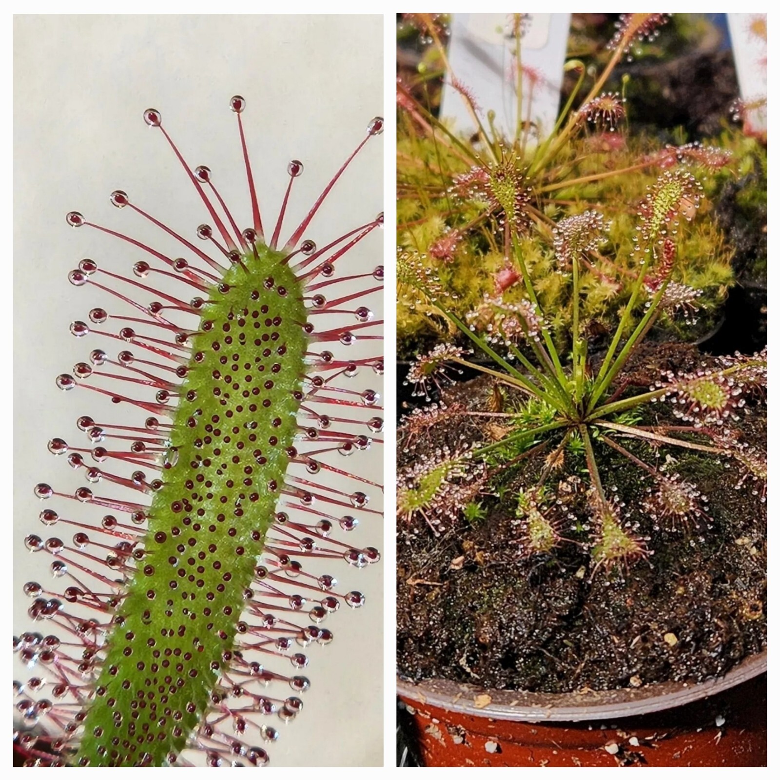 SUNDEW SEEDS- VARIETY 2 PACK-CI (2 Packs 50+ Seeds Each) 100+ Total Seeds