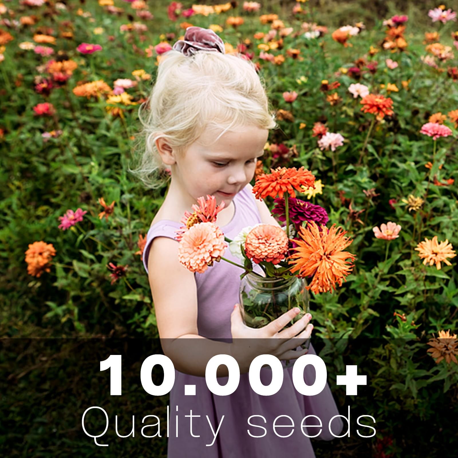 Zinnia Seeds Bulk 10,000+ | Outdoor Flower for Planting | Zinnia Seeds for 20…
