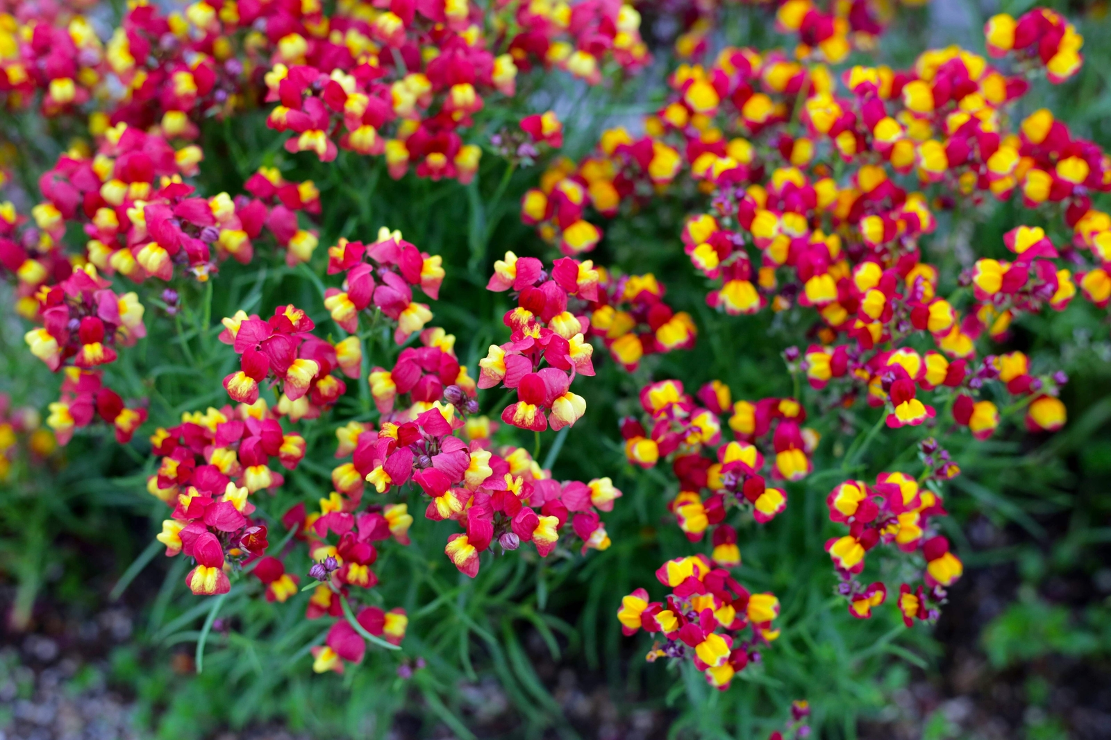 150 FLAMENCO LINARIA Reticulata Magenta Scarlet Red & Yellow Flower Seeds