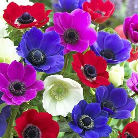 BLUE & mix POPPY FLOWER SEEDS – HIMALAYAN Tibetan poppy Wild poppy flower seeds