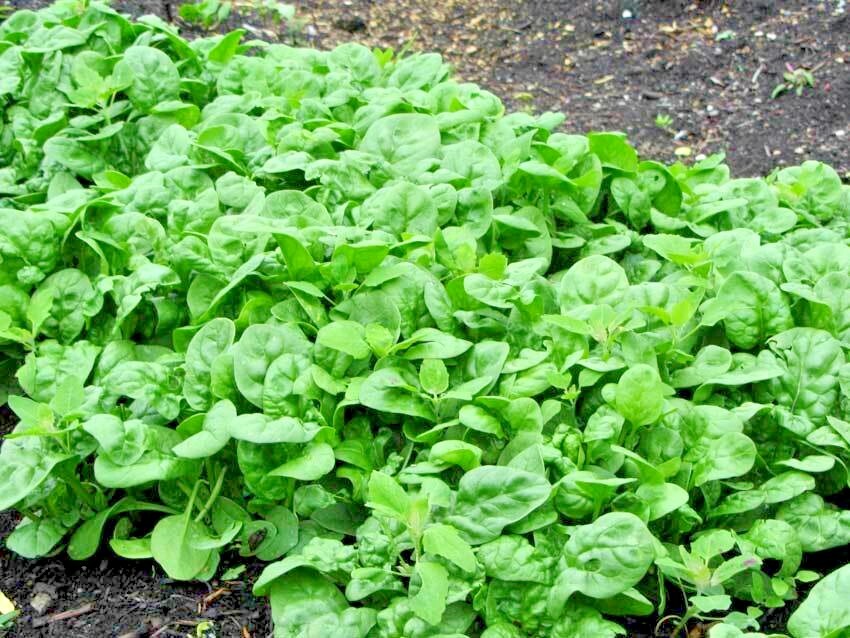 200+BLOOMSDALE SPINACH Seeds Organic Vegetable Garden Container Slow to Bolt