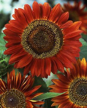 Helianthus (Sunflower) Evening Sun 250 seeds
