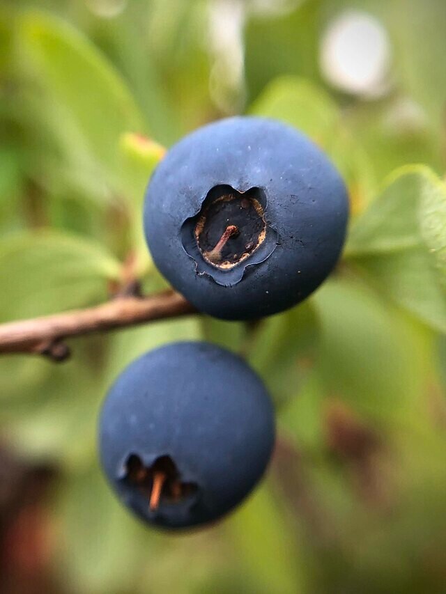 Vaccinium uliginosum | Alpine Blueberry | 10 Seeds