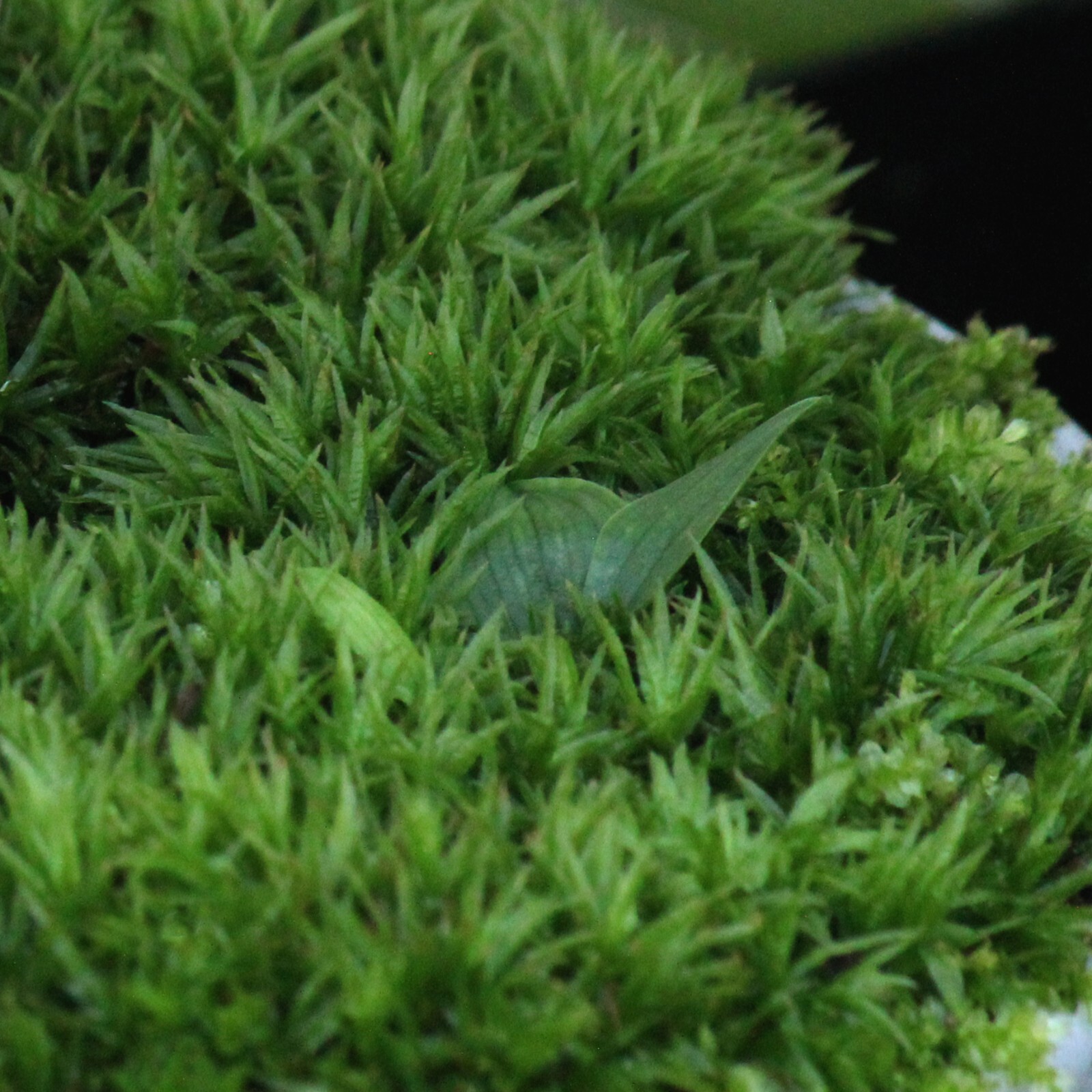 Live LARGE Star Moss Terrarium Fairy Garden Tiny tree, Bonsai topper Vivarium