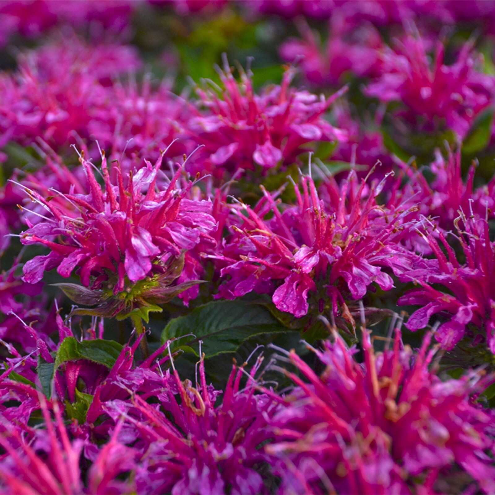 100 Shocking Purple Bee Balm Seeds Flowers Seed Butterflies Bees Hummingbird