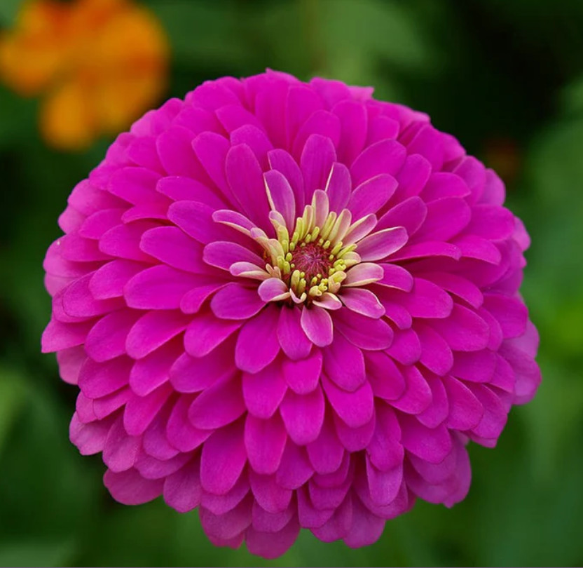 Zinnia JEWEL GARDEN Mix Magenta Violet Raspberry Scarlet Cut Flower 150 Seeds