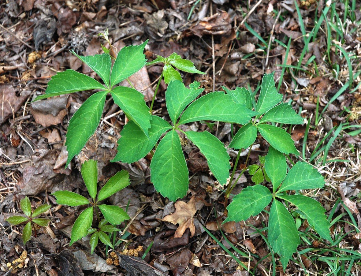 3 Virginia Creeper plant Perennial Live rooted cuttings Ground Cover Hardy Vines