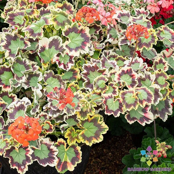 25+ Crazy Colors! – Mrs. Pollock Geranium Seeds for Garden – FREE SHIPPING!