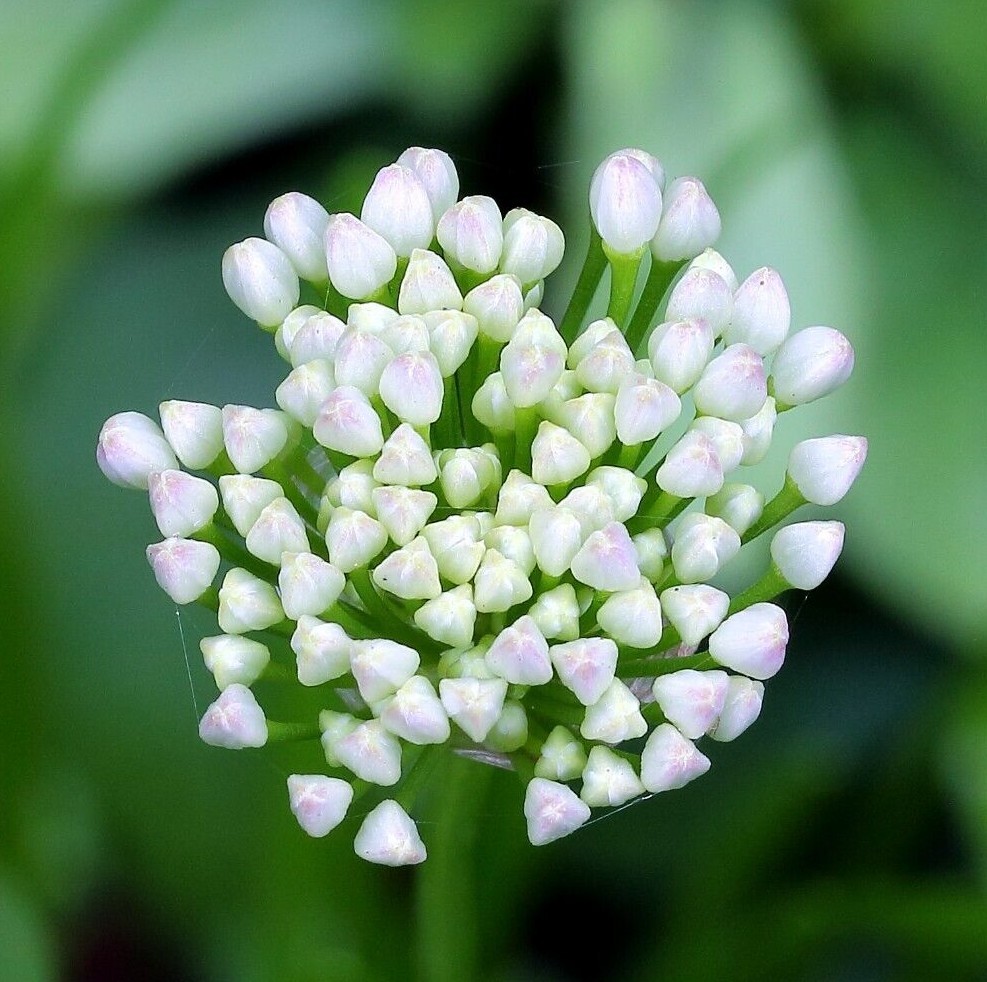 GERMAN GARLIC Seeds *FREE Shipping!* Allium senescens Perennial Flower Seed