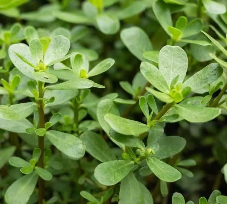 7000+ Green Purslane Seeds – 1 oz Non-GMO Heirloom Vegetable Seeds for