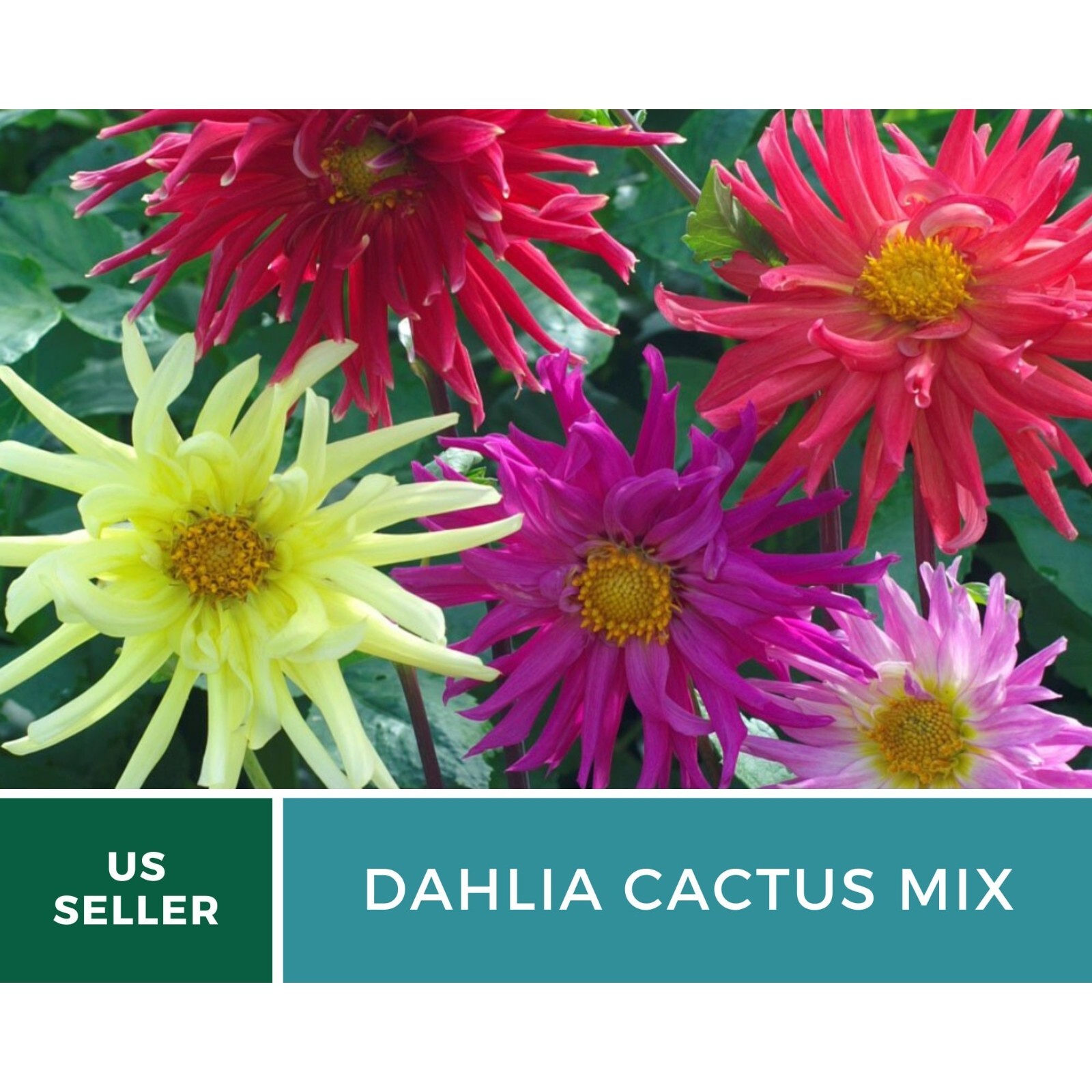 Dahlia, Cactus Mix – 25 Seeds – Stunning Blooms – Non GMO (Dahlia variabilis)