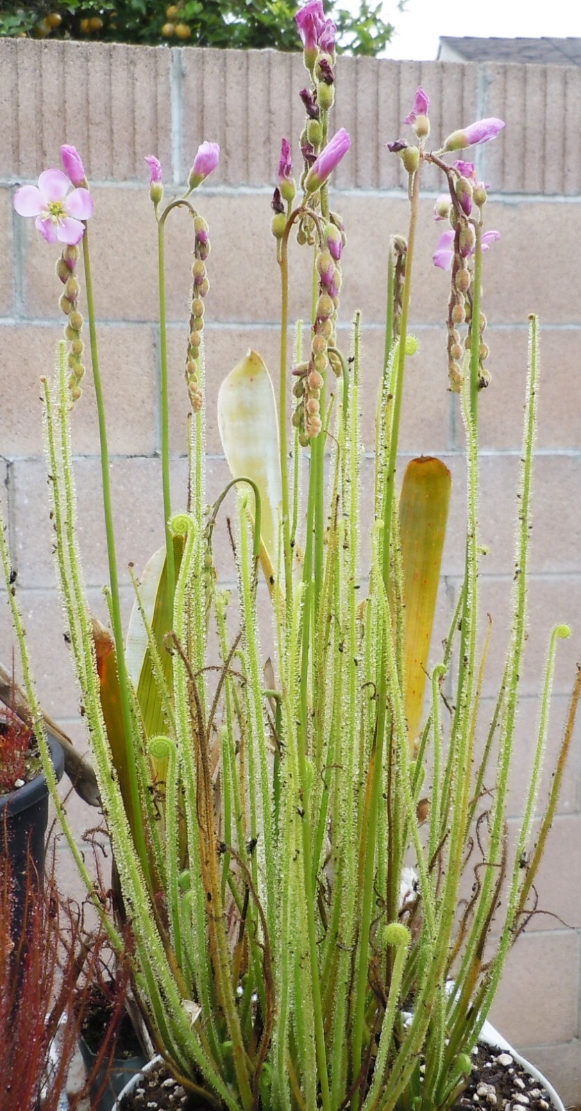 Live Carnivorous Plants – Drosera Tracyi Southern Threadleaf Sundew