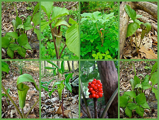 3 Jack-In-The-Pulpit bulbs Native plant~Woodland gardens