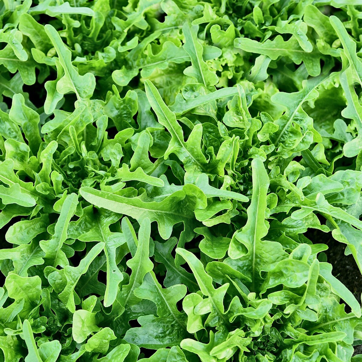 1 Lb Oakleaf Leaf Lettuce Seeds – Everwilde Farms Mylar Seed Packet