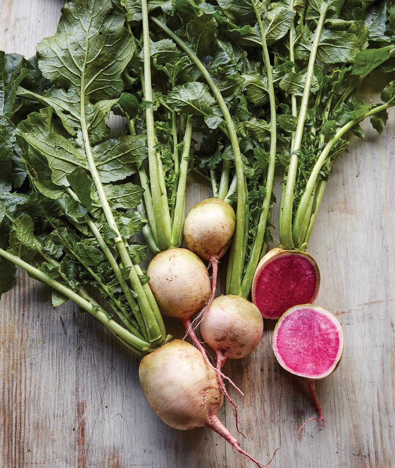 Watermelon Radish Seeds Heirloom 300 Count Large Sweet Root Vegetable
