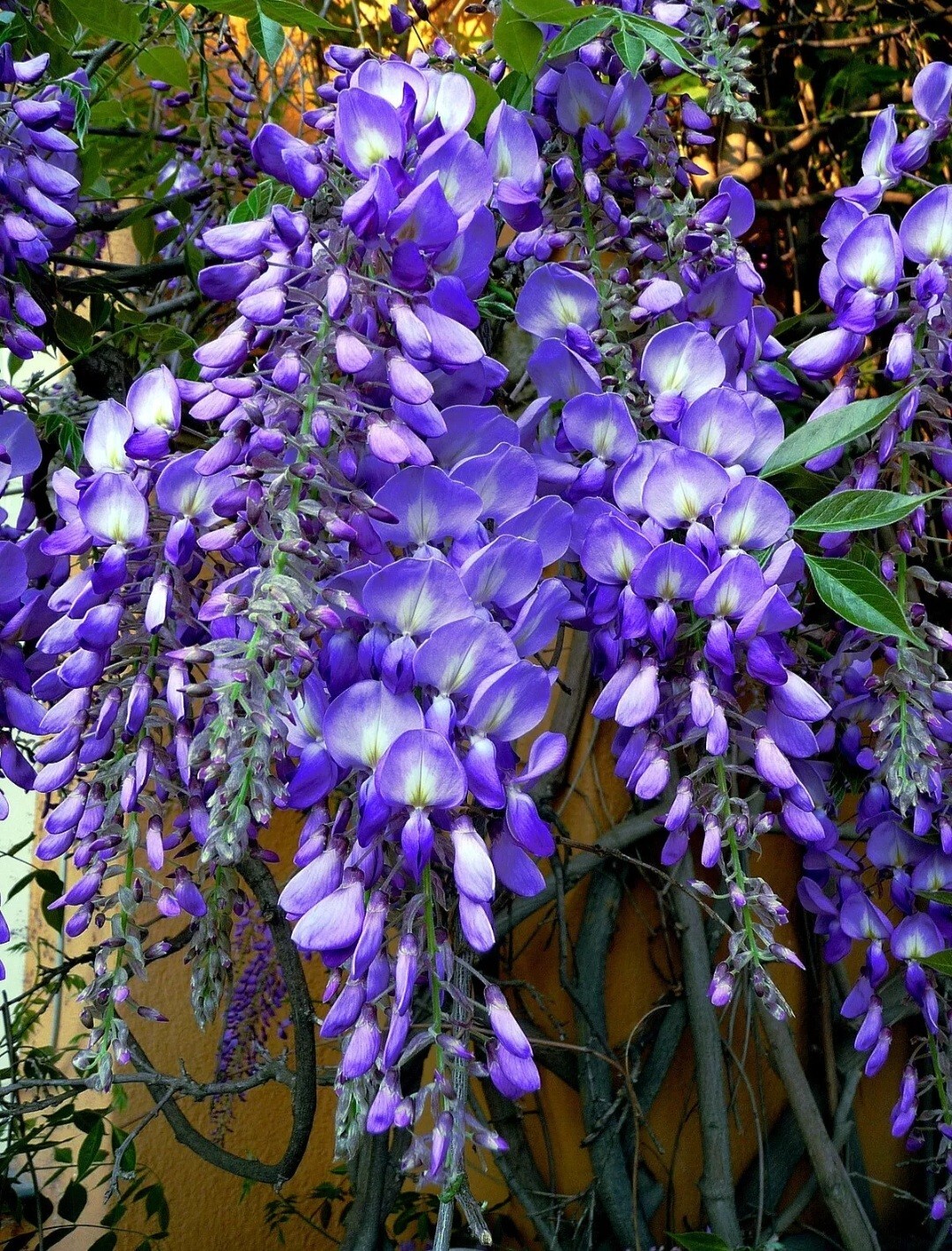 25 Wisteria Seeds Purple Flowers Blue Moon Wisteria Chinese Blue Wisteria