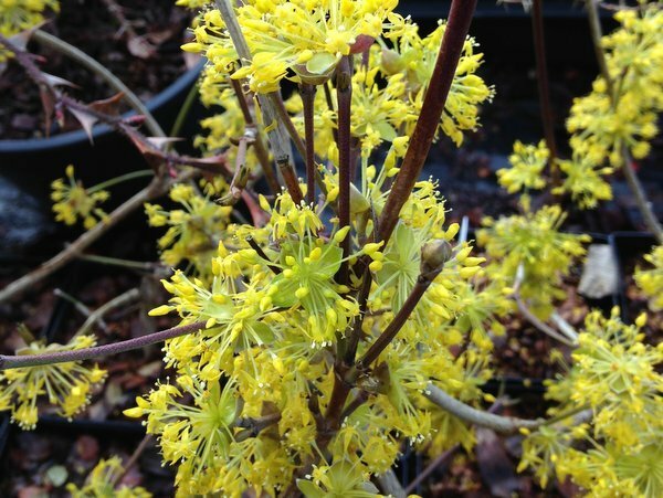 Cornus Officinalis 15 Seeds, Dogwood Cornelian Cherry Shrub Tree Hardy Medicinal