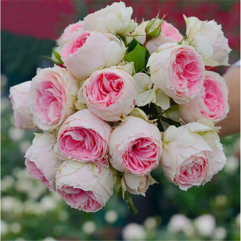 20 EXOTIC RARE ROSE SEEDS home garden flower plant bush diy sun Rosas hybrid USA